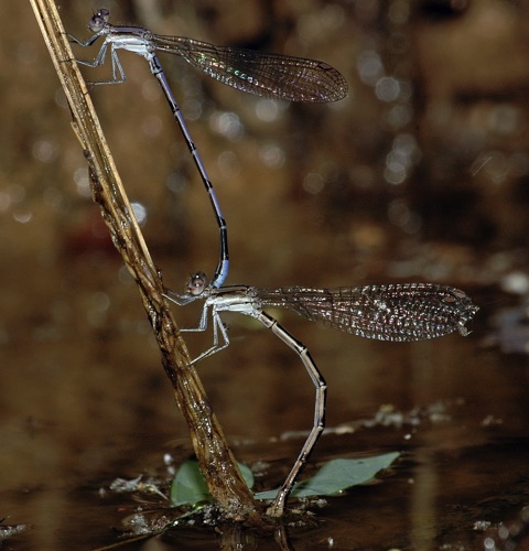 Pair with ovipositing female (A. f. violacea)
2006_05_27_Floyd